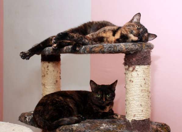 Котенок в добрые руки. Крошка пеструшка в Калуге фото 34