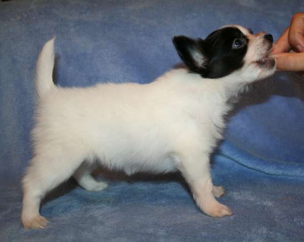 Щенки папильона в Самаре в Самаре фото 7