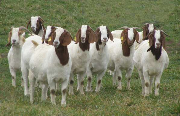 Племенные козы Бурской породы (Скот из Европы класса Элита и в Красноярске фото 4