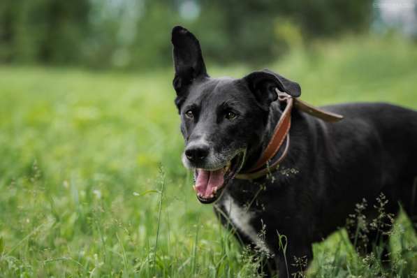 Статный красавец Виконт ищет семью в Москве фото 30