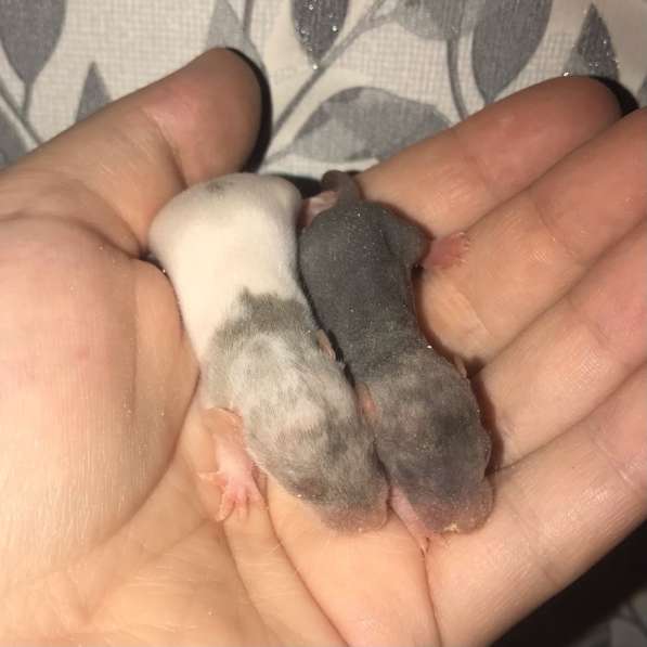 Крысы крысята продажа в Химках фото 9