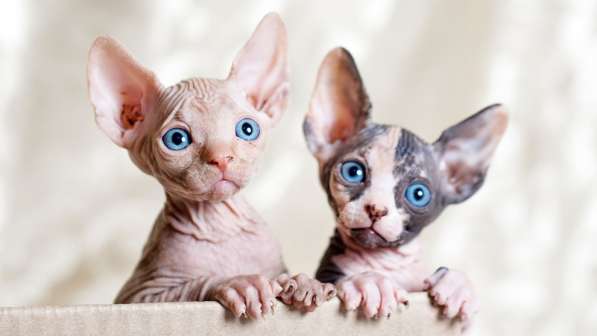 Sending pedigree kittens from Ukraine to the USA в фото 4