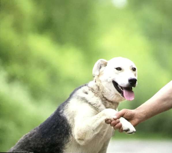 Собака улыбака Лучик ищет дом и любящую семью в Москве фото 4