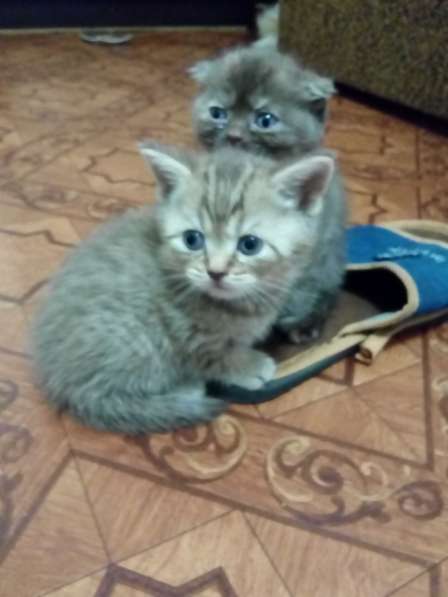 Котята скоттиш-фолды и -страйт в Саратове фото 13