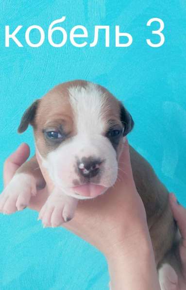 Щенки в Москве фото 7