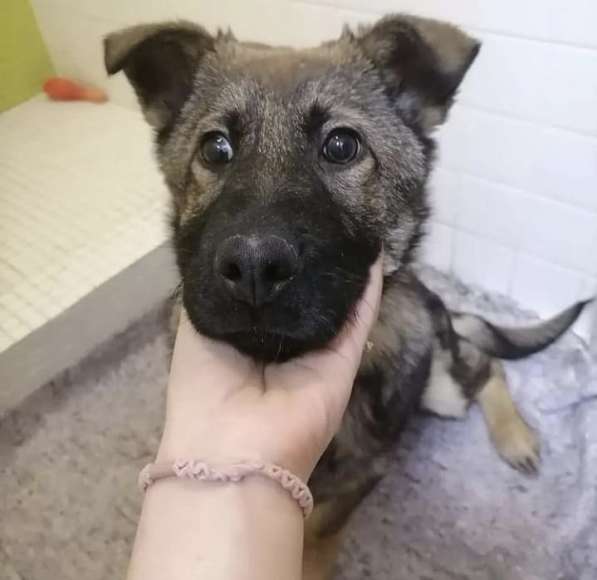 Очаровательный щенок ищет дом в Москве фото 3