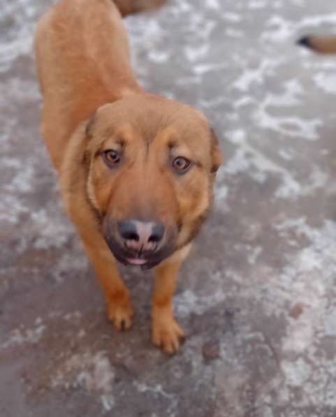 Ищут хозяев собако-щенки 10 месяцев в Москве