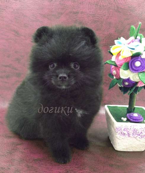 Мальчик шпиц