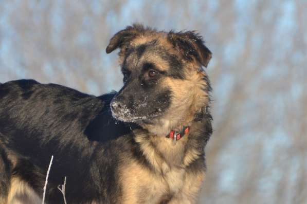 Щенок-подросток Челси в дар! в Москве фото 9