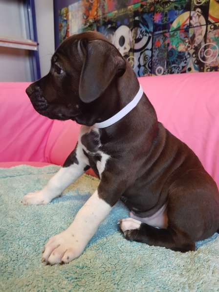 Американский стаффордширский терьер МАЛЬЧИК в Москве фото 11