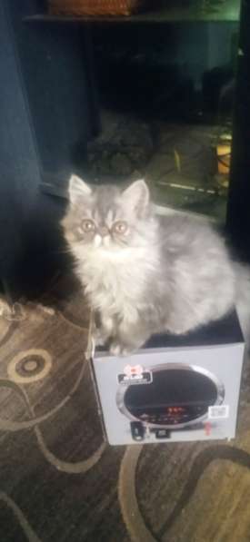 Котята персы экзоты в Нижнем Тагиле фото 5