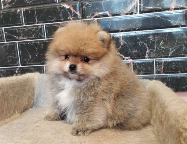 Pomeranian spitz. Boy в фото 3
