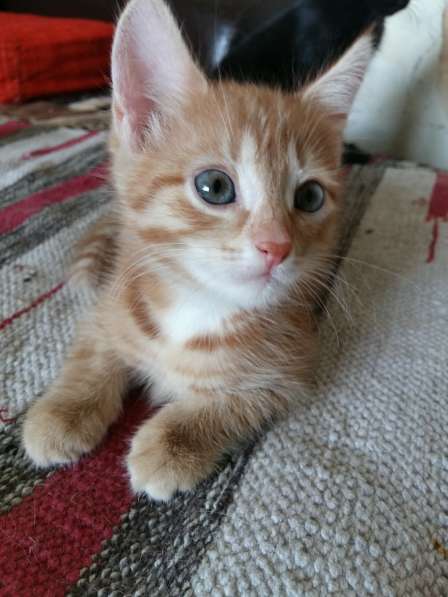 Котята (Рыжики и Черныш)