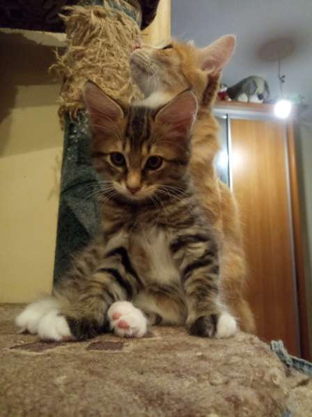 Курильский бобтейл в Санкт-Петербурге фото 6