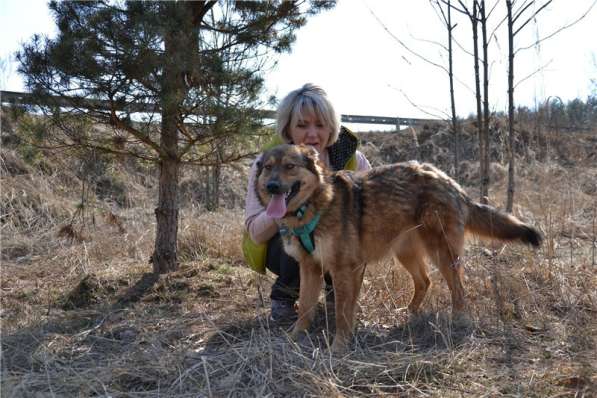 Молодая собачка Динга ищет семью в Москве фото 3