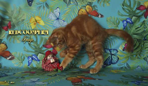 Котёнок мейн кун красный. Шоу класс. Из питомника в Москве фото 8