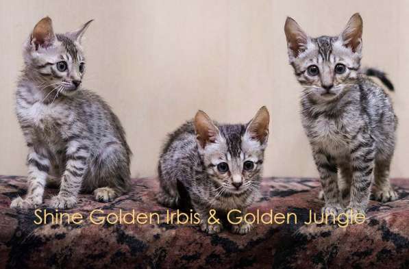 Котята Саванны - серебристые леопарды