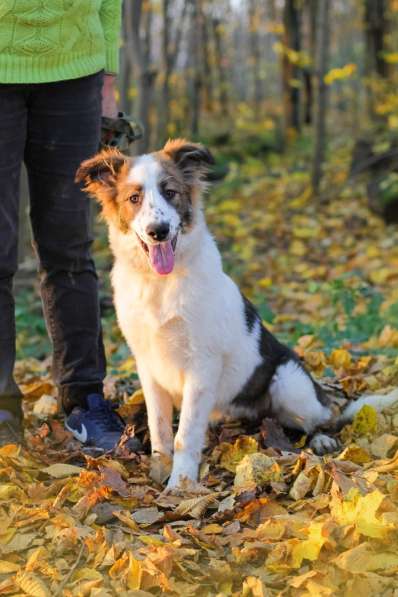 Щенок в добрые руки Августина в Санкт-Петербурге фото 12