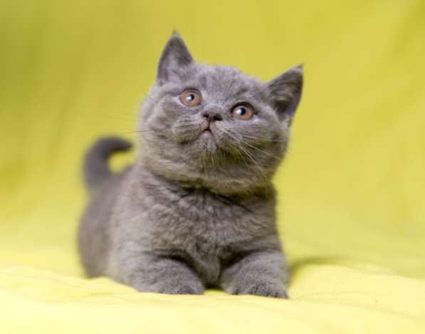 Британская голубая принцесса