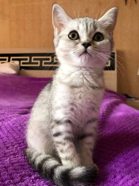 Წოტლანდიური სტრაიტო:სასშრაფოთ ვყიდი 50 დას დაკლებით მეჩქარე в фото 16