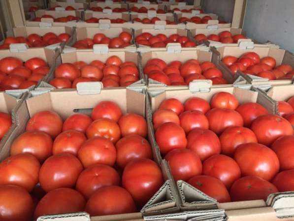 Гринполь-поставки свежих фруктов, овощей, грибов, орехов в Москве фото 8