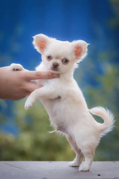 Чихуахуа в фото 5