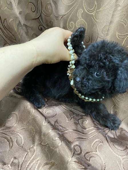 Мальтипу F1 мини в Москве фото 3