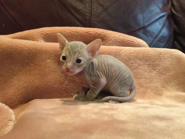 Котята Корнишрекс породистые в Санкт-Петербурге фото 3