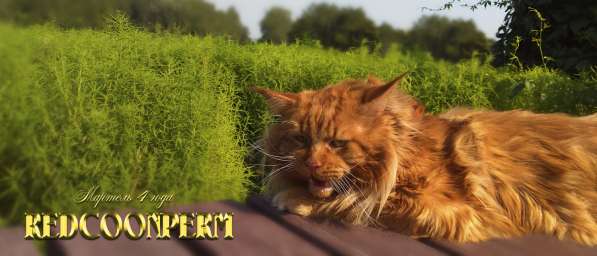 Котёнок мейн кун - уникального красного окраса. Шоу класс в Красноярске фото 19