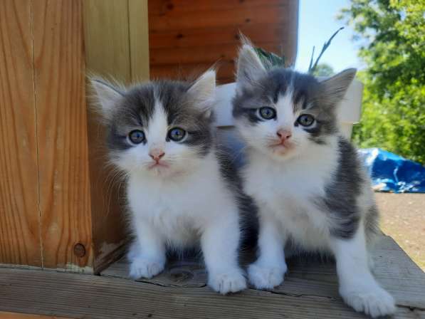 Котята от сибирских кошек в Перми фото 6