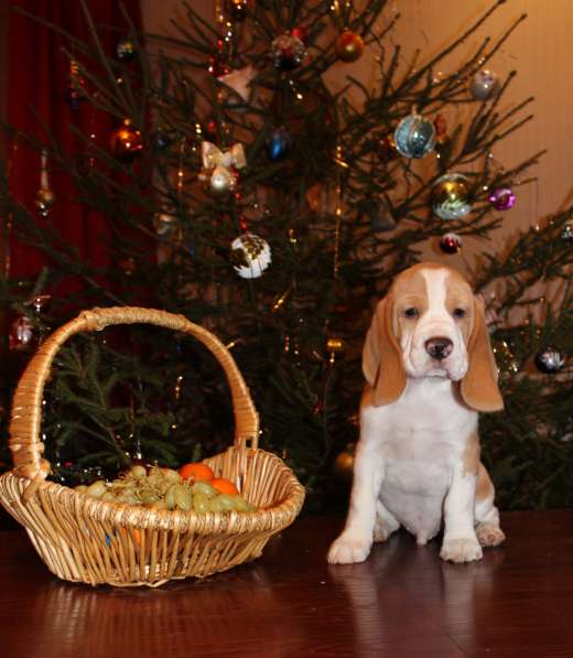 Щенки бигля в Тосно фото 13