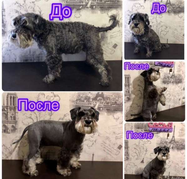 Груминг/стрижка собак в Наро-Фоминске фото 6