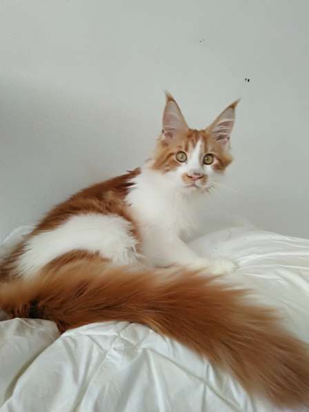 Мейн куны Мальчики и девочки с документами в Краснодаре фото 13