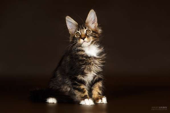 Мейн кун шикарный котик в Екатеринбурге фото 4