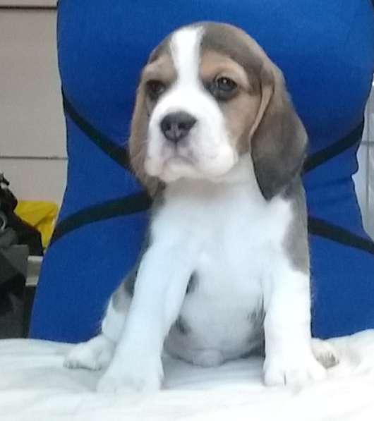 Щенки Бигля в Москве