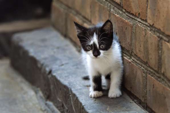 Отдадим очаровательных черно-белых котят в Таганроге фото 4