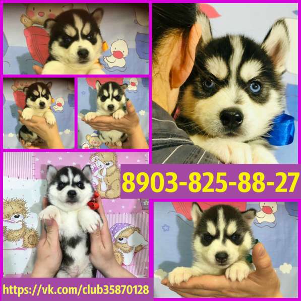 Щеночки сибирской хаски. Голубоглазые в Гаврилов-яме