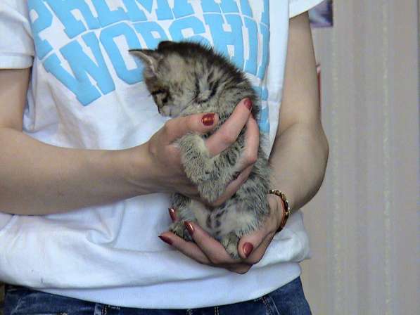 Шотландские котята в Копейске фото 7