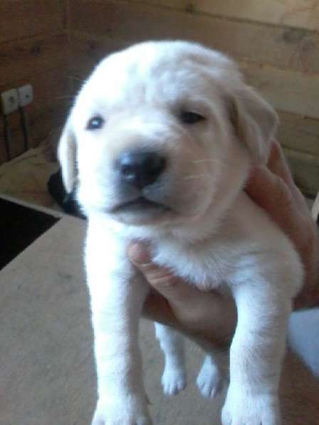 Лабрадора щенков продам в Тюмени фото 10