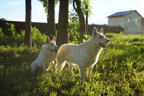 Предлагаются к продаже щенки Белой швейцарской овчарки в Кирове фото 3