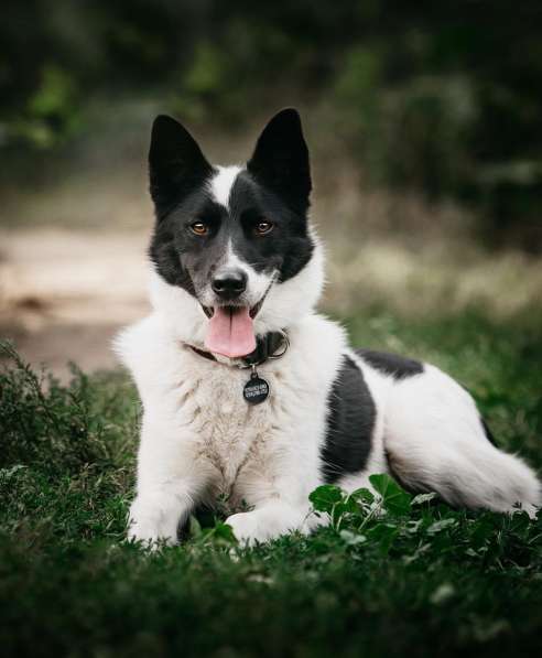 Красивый пёс Рэнди в добрые руки! в Москве фото 32