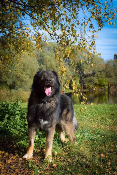Шикарный леонбергер Бруно в дар в Москве фото 9
