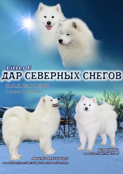 Щенки Самоедской собаки (Самоеда) в Москве фото 7