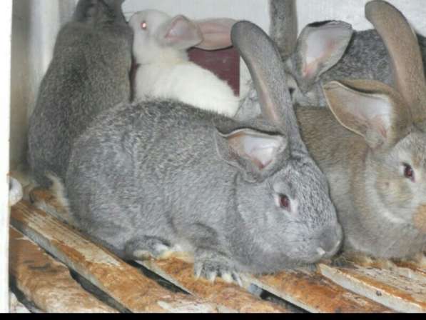 Кролики различных пород в Симферополе фото 3