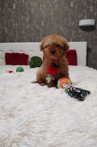Maltipoo. Mini boy в 