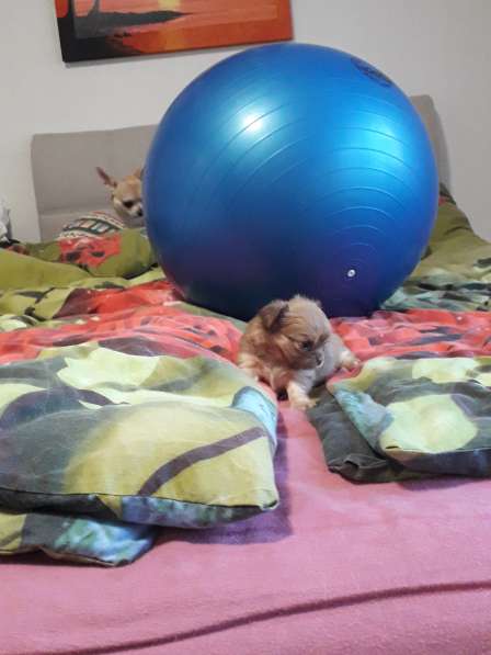 Chihuahua ❤❤❤ Один малыш ещё свободный в фото 4