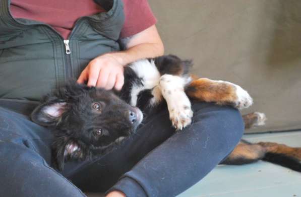 Щенок метис колли