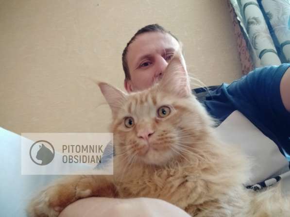 Мейн-кун продажа в Москве фото 9