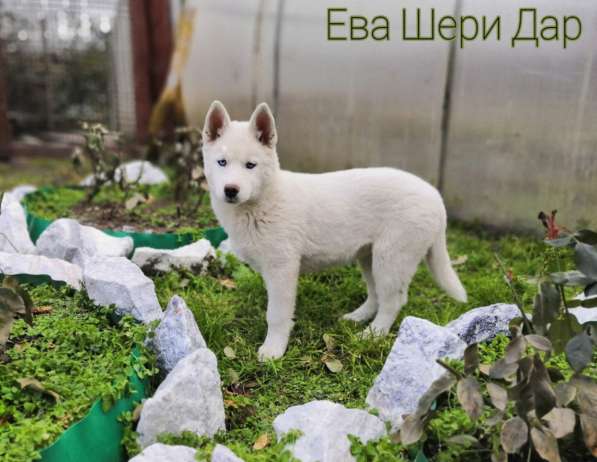 Белоснежные щенки сибирский хаски в Красноярске фото 8