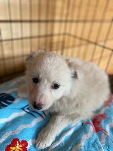 Трогательный щенок от маленькой собачки в Санкт-Петербурге фото 18